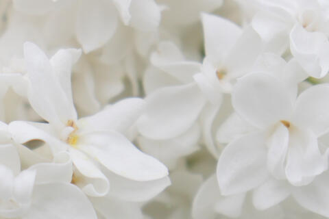 Logo nedra TISSEUR Kinésiologue certifié